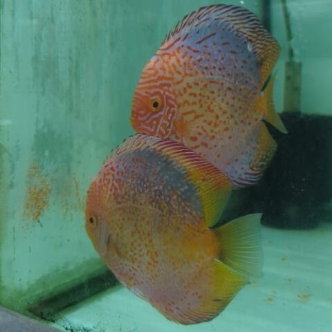 Solid Blue Giraffe Breeding Pairs Jack Wattley Discus