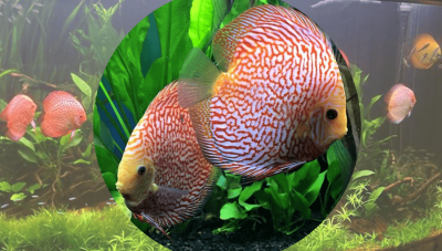 discus-fish--at-wattley-discus