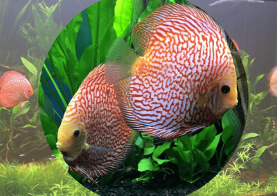 discus-fish--at-wattley-discus