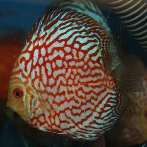 checkerboard-red-panda-at-wattley-discus