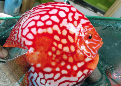 High Body Rafflesias by wattley discus