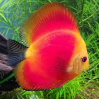 Red Discus Fish For Sale Online | Jack Wattley Discus