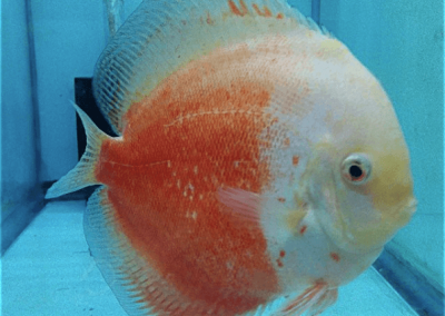 Red Passion at wattley discus