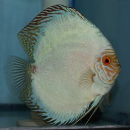 Blue Discus Fish For Sale Online | Jack Wattley Discus