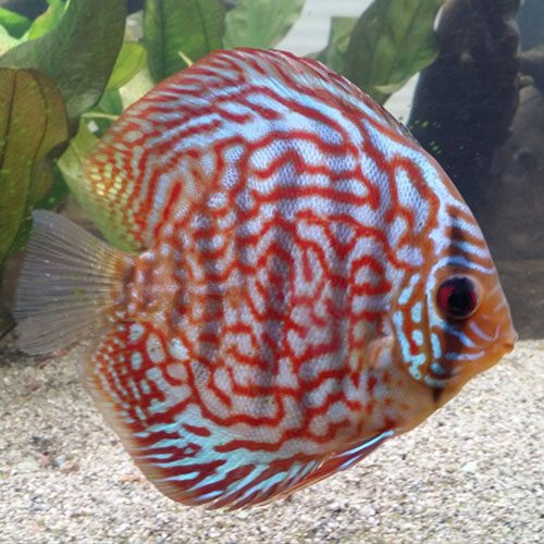 Striated Red Discus - Jack Wattley Discus
