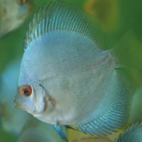 Blue Diamond Discus - Jack Wattley Discus