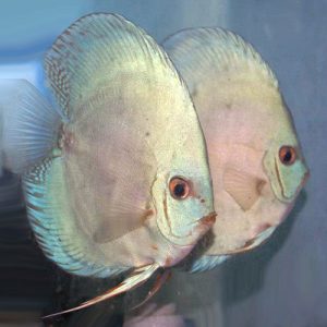 high-body-cobalt-wattley-discus