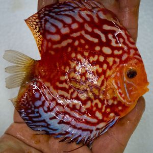 high-body-rafflesia-wattley-discus