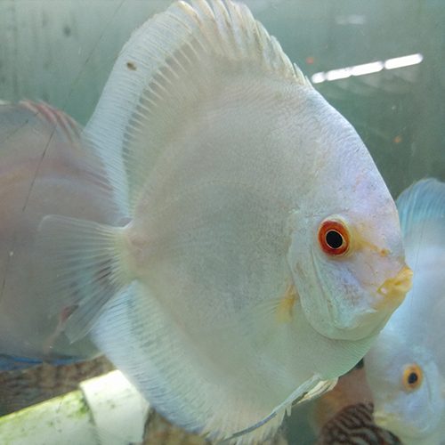large-blue-panda-solid-at-wattley-discus