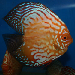large-high-body-blue-panda-by-wattley-discus