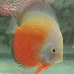 large-red-passion-at-wattley-discus