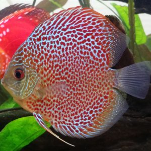 Freshwater discus fish for sale best sale