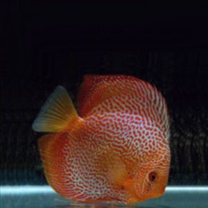 red-snakeskin-wattley-discus