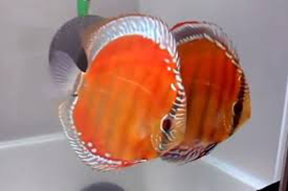 remove breeding pairs at wattley discus