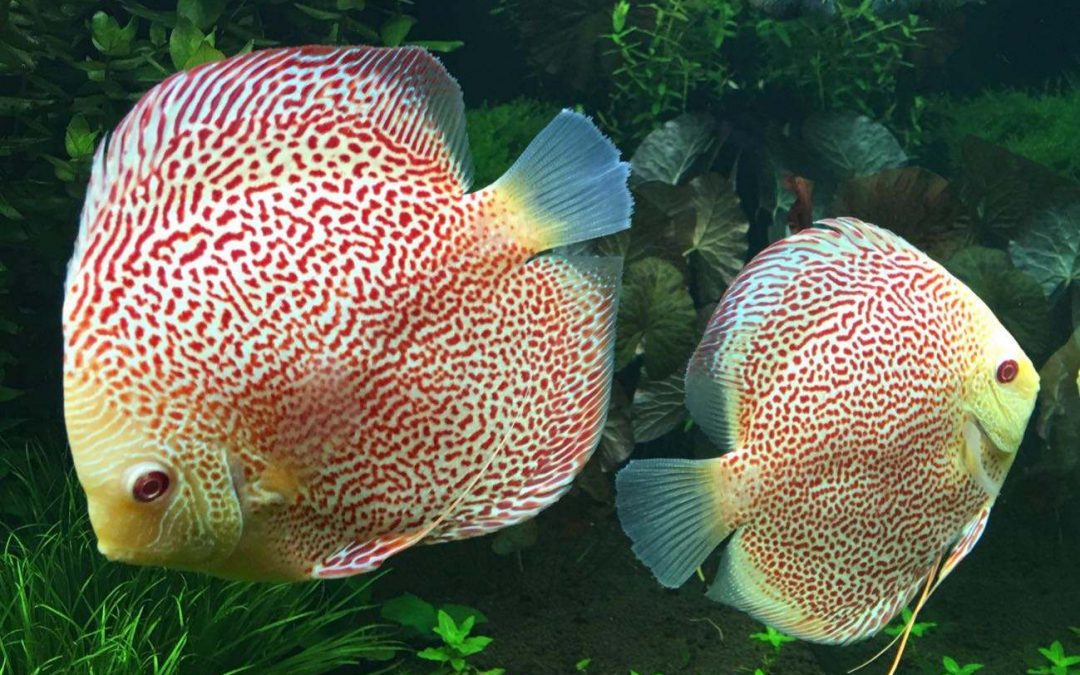 Video Eye Candy: 220 Gallon Planted Tank With Wattley Discus (The First Wave: Albino Leopards)