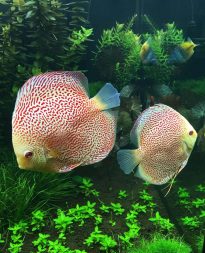 Albino Leopards by wattley discus