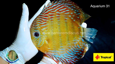 Wattley Discus Becomes Santarem Discus Exclusive Distributor For The U.S.
