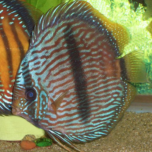 blue-heckles-in-planted-tank-at-wattley-discus