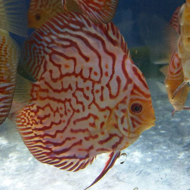 How To Get Discus To Breed