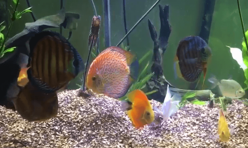 Mixing Wild Discus With Hybrids