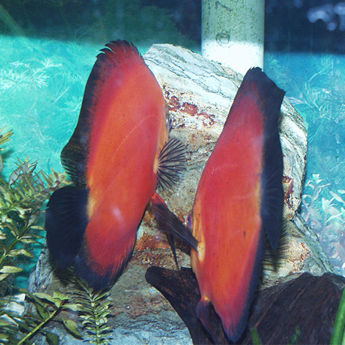 a-pair-of-pigeon-blood-discus-has-spots-at-wattley-discus