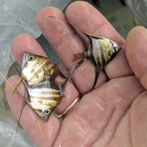 altums-orinoco-wholesale-by-wattley-discus