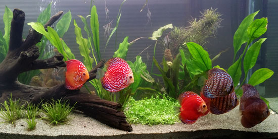 show-tank-for-wattley-discus