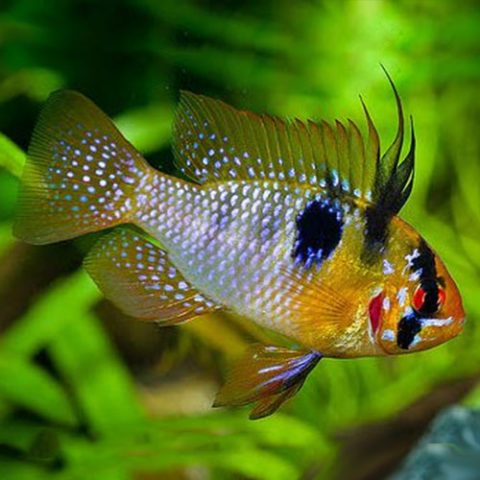 German Ram - Jack Wattley Discus