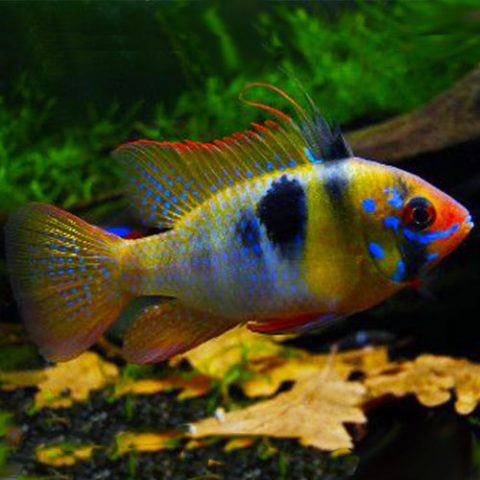 German Ram - Jack Wattley Discus