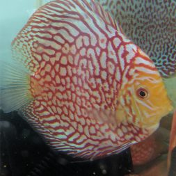 Red Map Panda Discus - Jack Wattley Discus