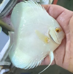 albino blue diamond jack wattley discus