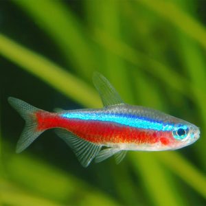 Cardinal-Tetra-at-wattley-discus