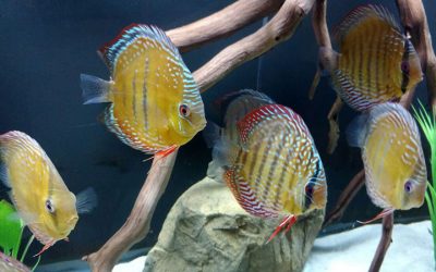 Wild Discus From Santarem Discus