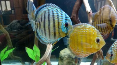 acclimating wild discus at wattley discus