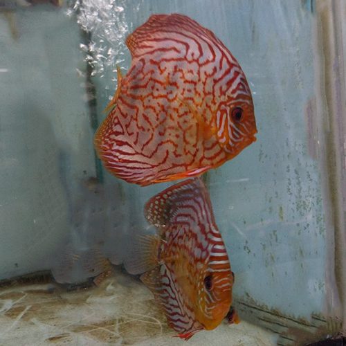 discus-breeding-pairs-striated-reds-by-wattley-discus