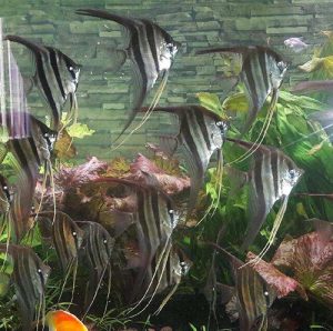 Large Atapabo Altums 10-12 Inches at wattley discus