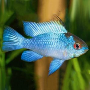 electric-blue-ram-wattley-discus