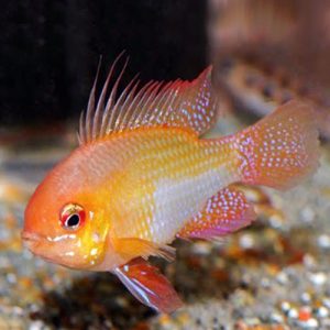 golden-rams-wattley-discus