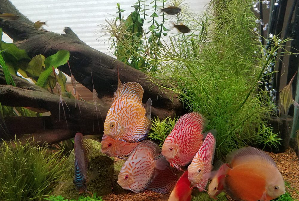 Wattley Discus Show Tank Update