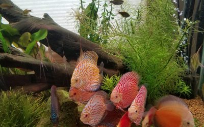 Wattley Discus Show Tank Update