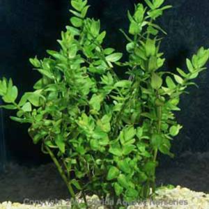 Bacopa Caroliniana by-wattley-discus