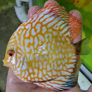 Yellow Checkerboard Panda at-wattley-discus