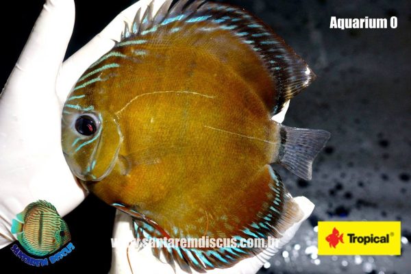 wild discus iripixi from wattley discus