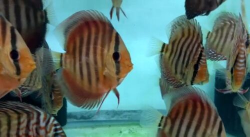alenquer discus by wattley discus
