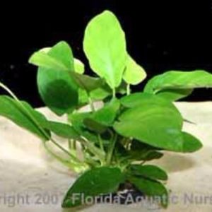 Anubias barteris var. nana narrow leaf wattley discus