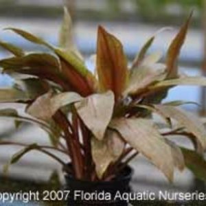 Cryptocoryne wendtii Red Wattley Discus