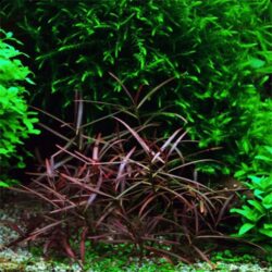 H. Araguaia - Tissue Culture Plant for sale by Wattley Discus
