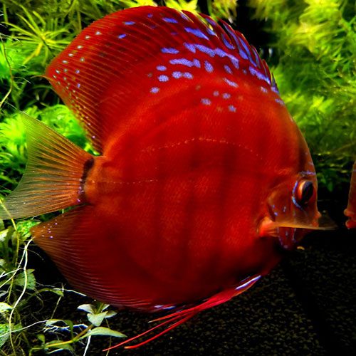 red-ninja-Cuipea-alenquer-cross-large-wattley-discus
