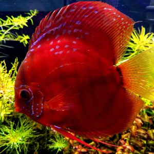 red-ninja-Cuipea alenquer cross-wattley-discus