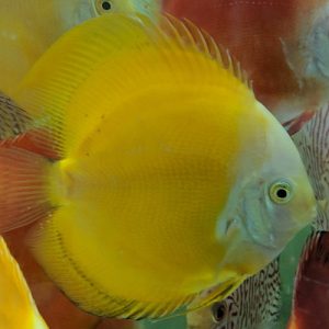 Yellow-Melon-wattley-discus